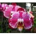 Орхидея 1 ветка (Princess-of-Pattern)